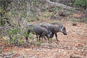 92_Motswari-655