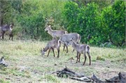 95_Motswari-655