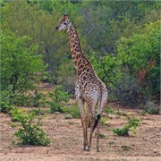 98_Motswari-655