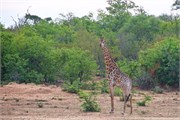 99_Motswari-655