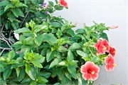 32_AtlanticCruise