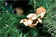 146-Ornaments