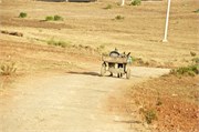 0744_005-CasablancaFarewell
