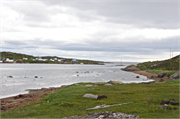 42-RedBayLabrador