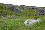 44-RedBayLabrador