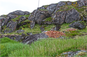 47-RedBayLabrador