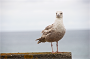 44-Douglas-IsleOfMan