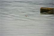 35-Vigur_Island