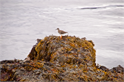 01045_12-Vigur_Island