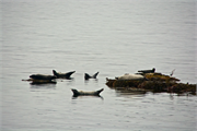 01046_16-Vigur_Island