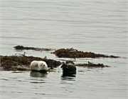 01047_17-Vigur_Island