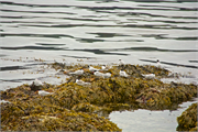 01048_18-Vigur_Island