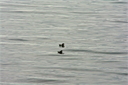 01050_24-Vigur_Island