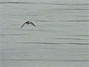 01053_32-Vigur_Island