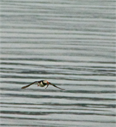 01054_33-Vigur_Island
