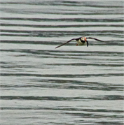 01055_34-Vigur_Island