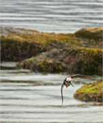 01057_36-Vigur_Island