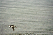 01058_37-Vigur_Island