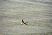 01059_38-Vigur_Island