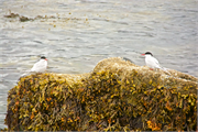 01060_39-Vigur_Island