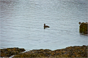 01061_40-Vigur_Island