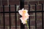 01068_0084-St_Johns