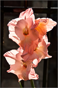 01069_0085-St_Johns