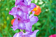 01074_0090-St_Johns