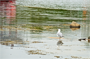 01076_38-PeggysCove