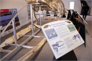 0914_23-RedBayLabrador