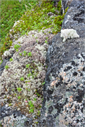 0918_71-RedBayLabrador