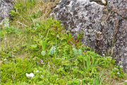 0921_74-RedBayLabrador