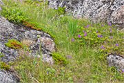 0922_75-RedBayLabrador