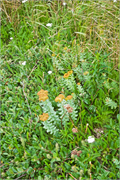 0925_78-RedBayLabrador