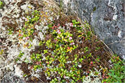 0929_82-RedBayLabrador