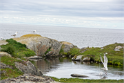0930_62-RedBayLabrador