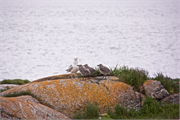0931_64-RedBayLabrador