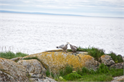 0932_65-RedBayLabrador