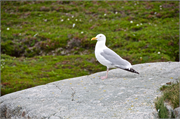 0933_63-RedBayLabrador