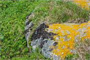 0934_83-RedBayLabrador