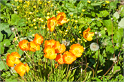 0938_b110-QaqortoqGreenland