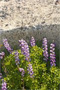 0939_b111-QaqortoqGreenland