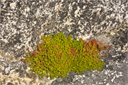 0940_b112-QaqortoqGreenland