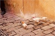 036-Fez