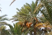 028-Rissani_SaharaCamp