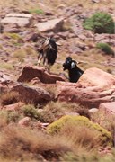 045-AitBenHaddou_Marrakesh