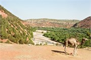 023-Majorelle_Marrakesh