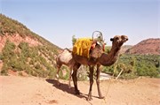 029-Majorelle_Marrakesh