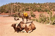 030-Majorelle_Marrakesh