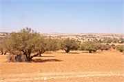 002-ArganOilLoop_Essaouira